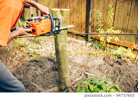 Man working with chainsaw cutting down fruit tree stump. Cropped shot with view from back on male gardener using professional electric power equipment for gardening and landscaping on yard 94737603