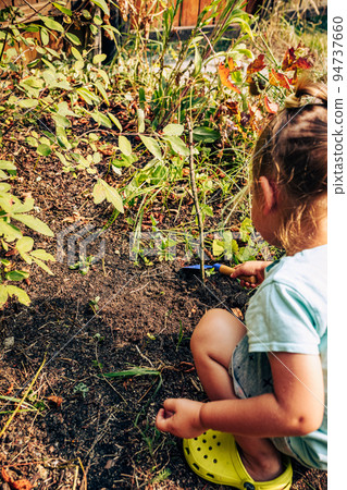 Little girl child care of plant in summer garden. Preschool kid gardening, planting and cultivating flower. Toddler digging soil ground at backyard. Happy childhood activity at countryside 94737660