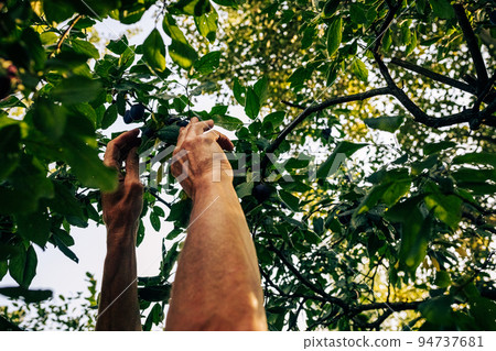 Male hands reaching for prunes fruits bunch on tree branch. Rich ripe plums harvesting. Healthy orchard food. Mature farmer working in garden collecting natural vitamin nutrient Male hands reaching for prunes fruits bunch on tree branch. Rich ripe plums harvesting. Healthy orchard food. Mature farmer working in garden collecting natural vitamin nutrient 94737681