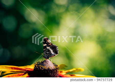 Butterfly on flower over blurred natural background. Focus on foreground. Green nature landscape with beautiful winged insect. Summer mood with wild fauna and flowering plant under sunlight Butterfly on flower over blurred natural background. Focus on foreground. Green nature landscape with beautiful winged insect. Summer mood with wild fauna and flowering plant under sunlight 94737729