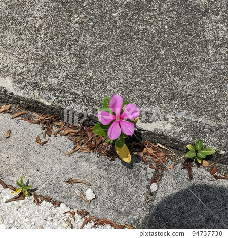 Flowers blooming on the roadside and shadows of people Flowers blooming on the roadside and shadows of people 94737730