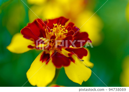 Closeup of marigold flower bud over blurred background. Botanical meadow with growing blossoming herbs wallpaper. Seasonal bloom in flower-bed. Herbal medicine and gardening concept 94738089