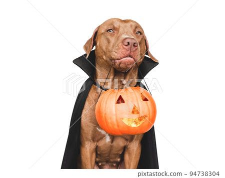 Charming brown puppy and ripe, juicy pumpkin Charming brown puppy and ripe, juicy pumpkin 94738304