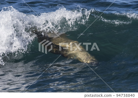 Sea lion surfing in the waves, Patagonia,Argentina. 94738840