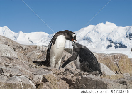 Gentoo Penguin and chick, Pygoscelis papua,Neko Harbour,Antartica Peninsula. 94738856