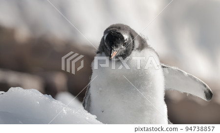 Gentoo Penguin, Antartica 94738857