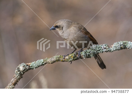 Bay winged cowbird, perched on a branch of calden, Calden Forest,La Pampa, Argentina Bay winged cowbird, perched on a branch of calden, Calden Forest,La Pampa, Argentina 94738877