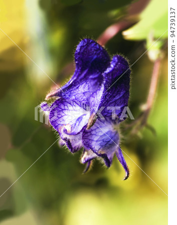 Purple flower on a light green summer background. Nature in summer. Macro photography. Purple flower on a light green summer background. Nature in summer. Macro photography. 94739137