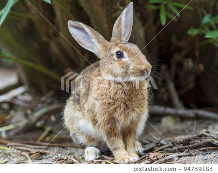 Beige rabbit Beige rabbit 94739183