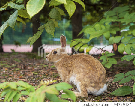 Brown rabbit Brown rabbit 94739184