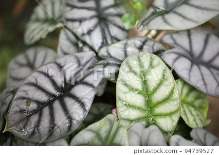 Alocasia leaves surface texture close up Alocasia leaves surface texture close up 94739527