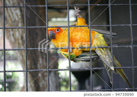 Sun Cornure parrots yellow and green. Parrots are raise 94739890