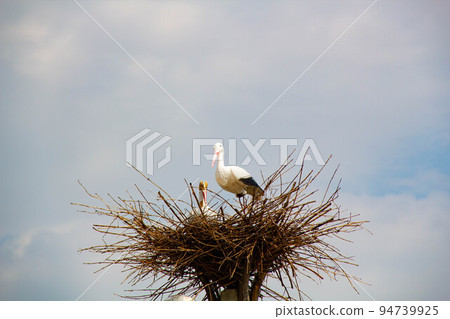 Stork in a nest on a pole. Imitation. A large bird's nest with a family of storks made of branches and brushwood on a lamppost on the blue sky background. Beautiful bird stork in natural nature Stork in a nest on a pole. Imitation. A large bird's nest with a family of storks made of branches and brushwood on a lamppost on the blue sky background. Beautiful bird stork in natural nature 94739925