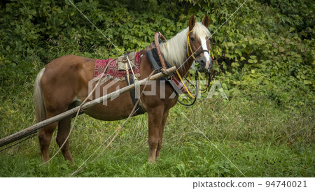 portrait of a red country horse in a harness that eats grass portrait of a red country horse in a harness that eats grass 94740021