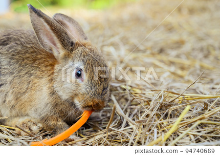 Cute rabbit bunny domestic pet eating carrot on hay. Rabbit farm. 94740689