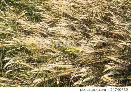 Background. Close-up top view of a field with mature rye. It's time to harvest. Background. Close-up top view of a field with mature rye. It's time to harvest. 94740789