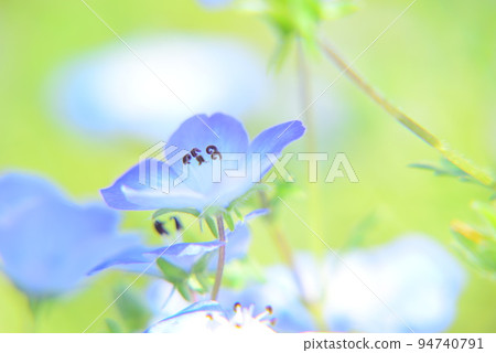 藍色粉蝶 藍色粉蝶 94740791