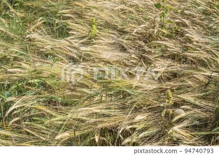 Background. Close-up top view of a field with mature rye and weeds. It's time to harvest. Background. Close-up top view of a field with mature rye and weeds. It's time to harvest. 94740793