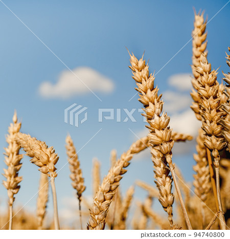 Oat florets on sunlit field full frame background 94740800