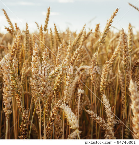 Oat florets on sunlit field full frame background 94740801