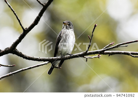 野尻高原 Daigakumura 紅嘴捕蠅器棲息在別墅的樹枝上 94741092