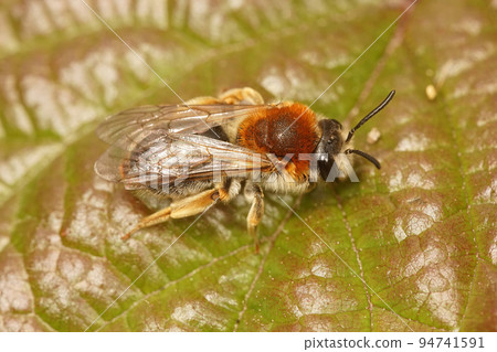Closeup on an adult colorful female red-tailed mining bee, Andrena haemorrhoa Closeup on an adult colorful female red-tailed mining bee, Andrena haemorrhoa 94741591