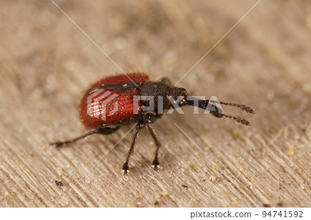 Closeup on a small red colored micro weevil species , Caenorhinus aequatus sitting on wood Closeup on a small red colored micro weevil species , Caenorhinus aequatus sitting on wood 94741592