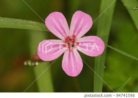 Closeup on the brilliant pink flower of the fox geranium robertianum in the field 94741598