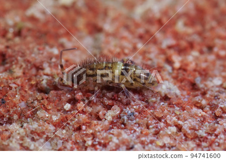 Closeup on a small springtail, Orchesella cincta, sitting on a red brick stone Closeup on a small springtail, Orchesella cincta, sitting on a red brick stone 94741600