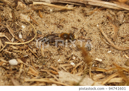 Natural closeup on a camouflaged brown Hooked small-mason bee, Hoplitis adunca sunbathing Natural closeup on a camouflaged brown Hooked small-mason bee, Hoplitis adunca sunbathing 94741601