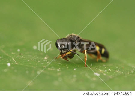 Closeup on a small shield digger wasp, Crabro scutellatus, sitting on a green leaf Closeup on a small shield digger wasp, Crabro scutellatus, sitting on a green leaf 94741604
