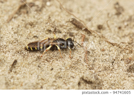 Closeup on an Intermediate Shield Wasp, Crabro peltarius sitting on the ground Closeup on an Intermediate Shield Wasp, Crabro peltarius sitting on the ground 94741605