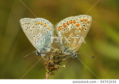 Closeup on a mating couple Common European Icarus blue butterfly, Polyommatus icarus 94741638