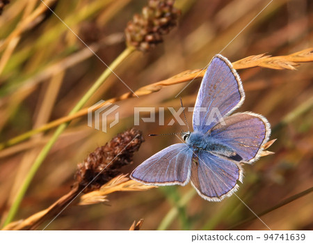 Closeup on a Common European Icarus blue butterfly, Polyommatus icarus Closeup on a Common European Icarus blue butterfly, Polyommatus icarus 94741639