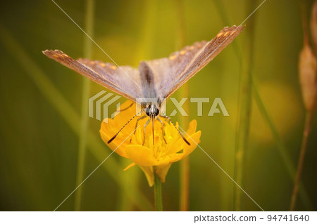 Closeup on a Common European Icarus blue butterfly, Polyommatus icarus Closeup on a Common European Icarus blue butterfly, Polyommatus icarus 94741640