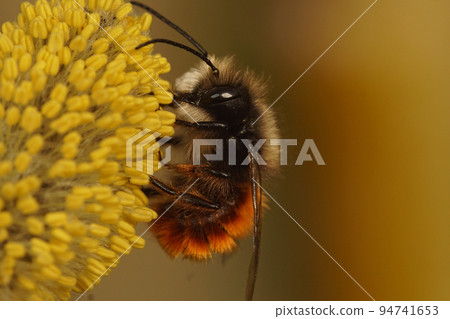 Closeup on a male European orchad mason bee, Osmia cornuta, eating pollen from Goat Willow Closeup on a male European orchad mason bee, Osmia cornuta, eating pollen from Goat Willow 94741653