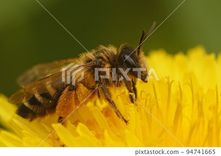 Closeup on a female yellow legged mining bee, Andrena flavipes sitting in yellow dandelion flower 94741665