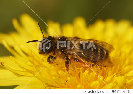 Closeup on a female yellow legged mining bee, Andrena flavipes sitting in yellow dandelion flower 94741666
