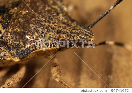 Extreme macro closeup on the head of a mottled shieldbug, Rhaphigaster nebulosa 94741672