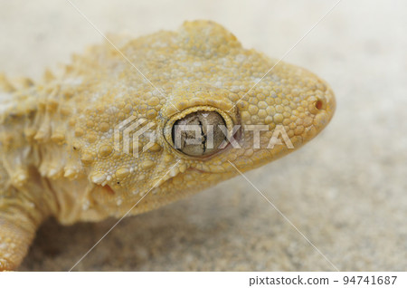 Closeup on a light colored adult European Common wall gecko, Tarentola mauritanica 94741687