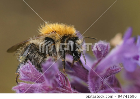 Colorful closeup on a brown banded bumblebee, Bombus pascuorum om purple Nepeta cataria flowers Colorful closeup on a brown banded bumblebee, Bombus pascuorum om purple Nepeta cataria flowers 94741696