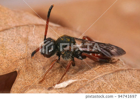 Closeup on a colorful red female Fabricious Nomada cuckoo bee, Nomada fabriaciana 94741697