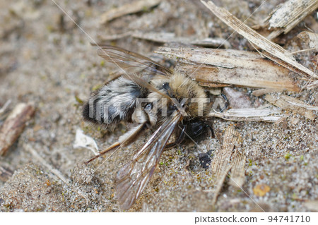 Closeup of a death female of the endangered Dawn bee, Andrena nycthemera 94741710