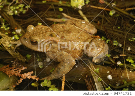 Closeup on a common European toad, Bufu bofo sitting in a shallow water 94741721