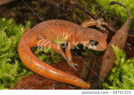 Closeup on a colorful red Ensatina eschscholtzii salamander of the intermediate form occuring in North California 94741724