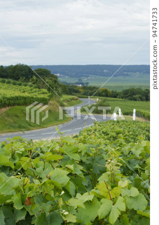 Vertical landscape shot from the vineyard on a curvy road in the French Champagne regio 94741733