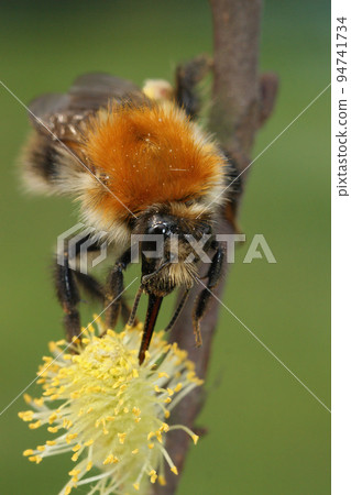 Closeup on the European common brown banded bumblebee, Bombus pascuorum 94741734