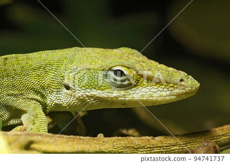 Closeup on a colorful North American green anole , Anolis carolinensis 94741737