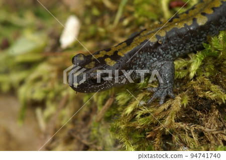 Closeup on a Pacific Westcoast Longtoed salamander, Ambystoma macrodactylum on green moss 94741740