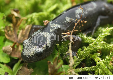 Closeup on a fresh emerged juvenile of the North American marbled salamander, Ambystoma opacum 94741751